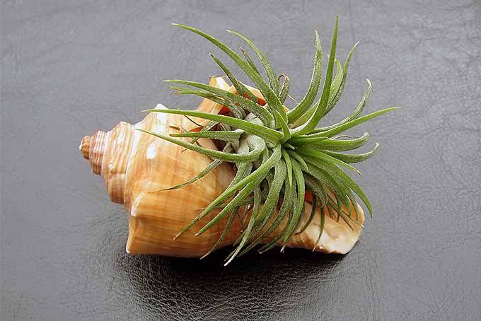 T. ionantha |  GardenersPath.com