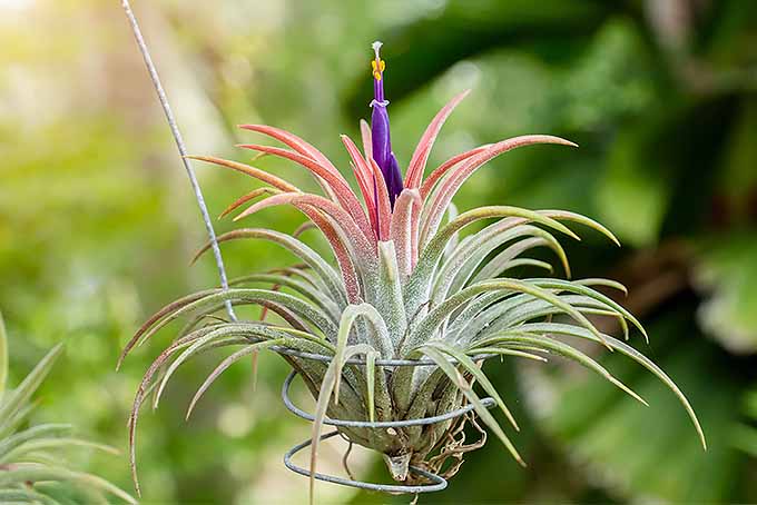 نکات و ترفندهایی برای پرورش Tillandsia یک گیاه خانگی کم نگهداری |  GardenersPath.com