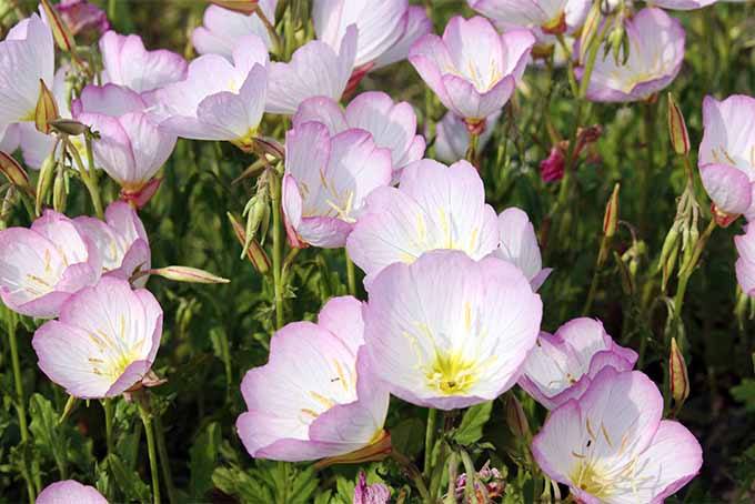 گیاهان گل پامچال به ویژه در گروه بندی جذاب هستند |  GardenersPath.com