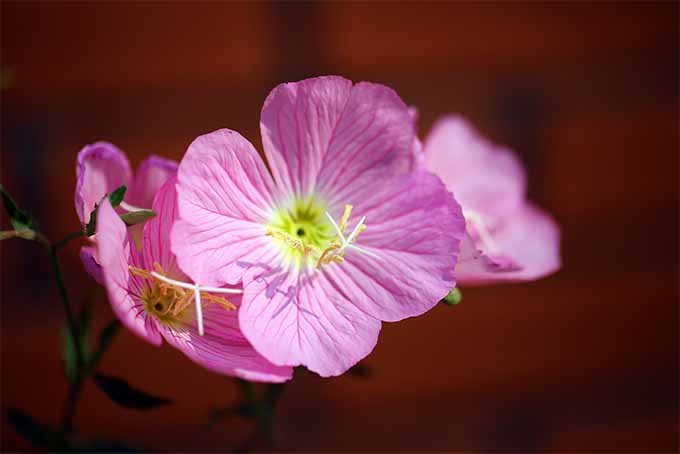 بسیاری از گونه های گل مغربی به خشکی مقاوم هستند |  GardenersPath.com