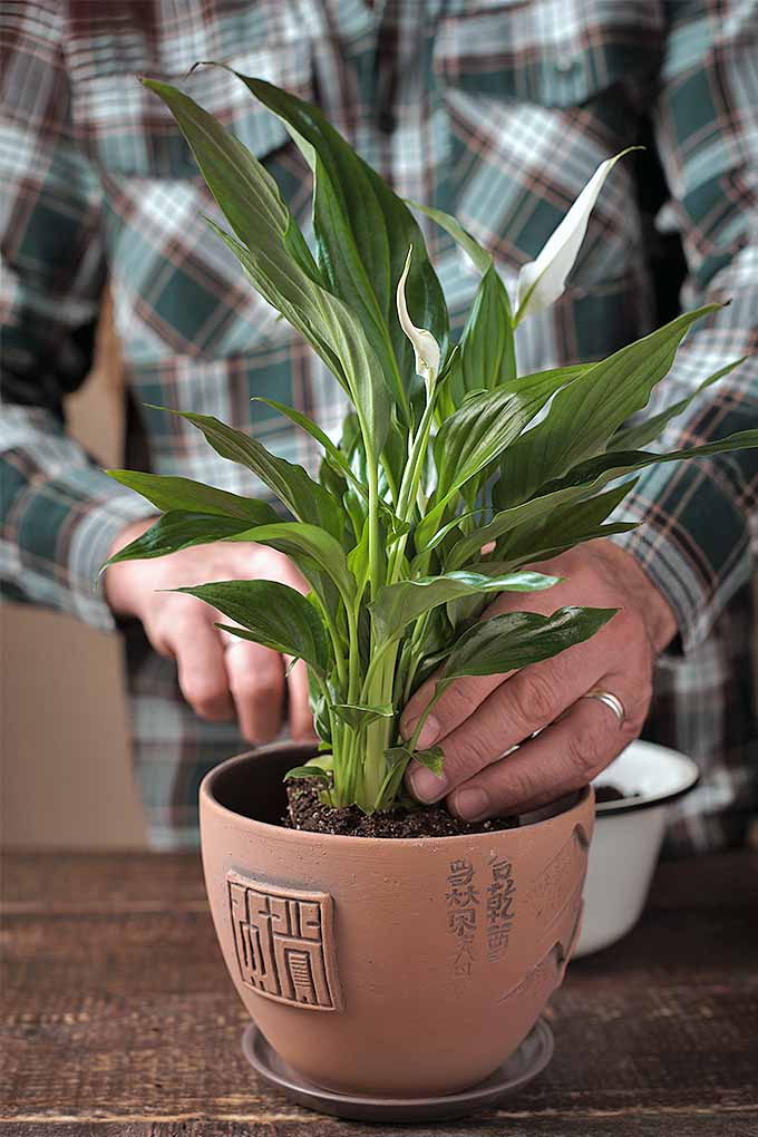 بیرون را با گیاهان آپارتمانی گلدانی که بادوام هستند و مراقبت از آنها آسان است، مانند سوسن صلح به داخل بیاورید.  لیست ما را بررسی کنید: https://gardenerspath.com/how-to/indoor-gardening/houseplant-care-primer/