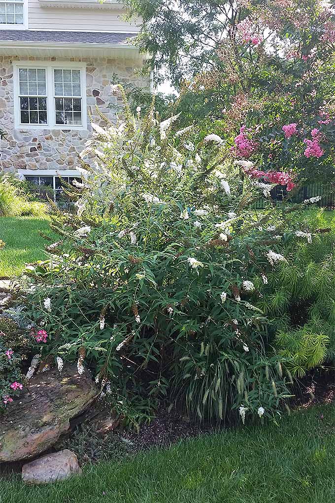 مطمئن نیستید که بوته پروانه شما باید در بهار یا پاییز کوتاه شود؟  راهنمای ما برای کاهش چند ساله برای کمک به اینجاست: https://gardenerspath.com/how-to/pruning/fall-spring-perennial-cutbacks/