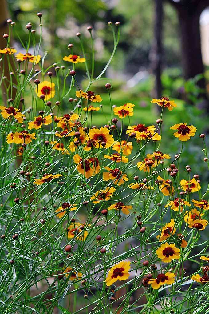 Coreopsis در هنگام شکوفه دادن به تخت گل ها شور و رنگی را اضافه می کند.  اما چه زمانی باید این مورد علاقه چند ساله را کاهش دهید؟  برای خواندن راهنمای ما اکنون کلیک کنید: https://gardenerspath.com/how-to/pruning/fall-spring-perennial-cutbacks/