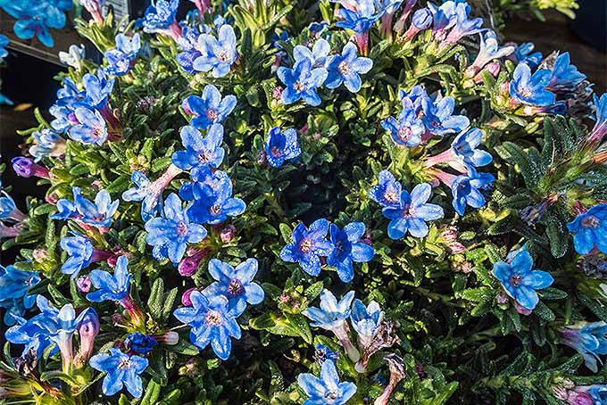 تصویر افقی نزدیک لیتودورا با گل‌های آبی روشن که در باغ رشد می‌کنند، در زیر نور آفتاب روشن.