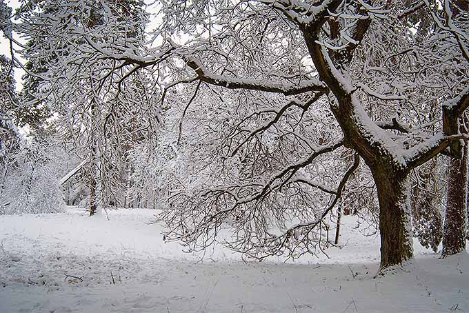 درختان پوشیده از برف در معرض آسیب زمستان هستند، مگر اینکه از قبل محافظت شوند |  GardenersPath.com