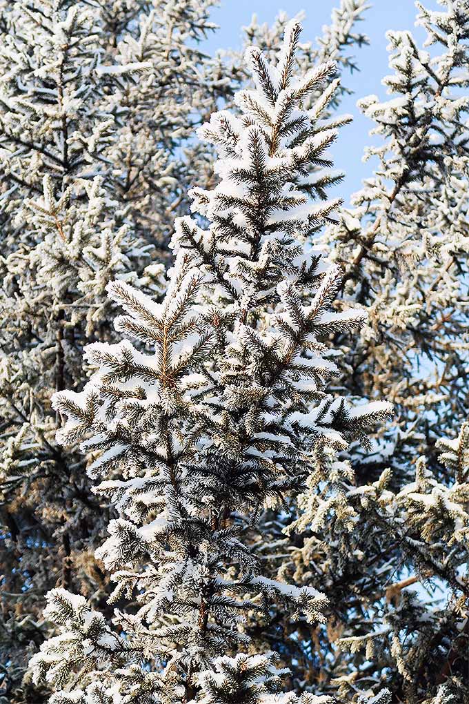 قبل از آمدن برف های سنگین فصل، از درختان خود محافظت کنید تا با نکات ما در طول زمستان سالم بمانند: https://gardenerspath.com/plants/landscape-trees/prep-trees-winter/