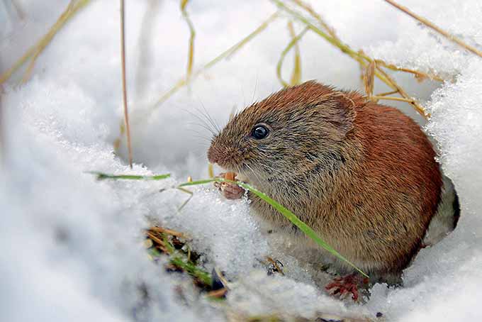 با این نکات موش ها را در زمستان از درختان خود دور نگه دارید |  GardenersPath.com