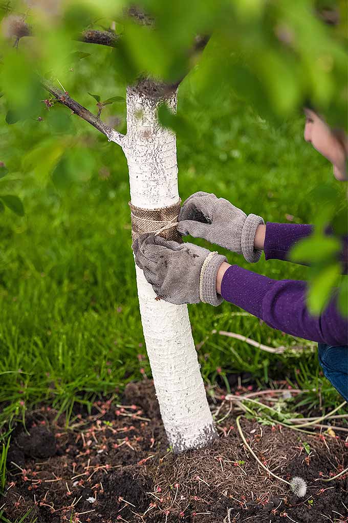 بسته بندی درختان، مالچ پاشی، آبیاری و موارد دیگر می تواند به سلامت آنها در طول زمستان کمک کند.  نکات ما را امتحان کنید: https://gardenerspath.com/plants/landscape-trees/prep-trees-winter/