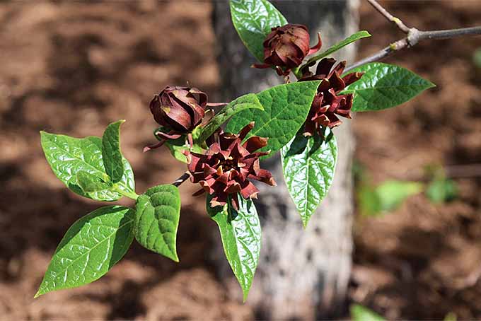 فلفل دلمه ای کارولینا (Caslycanthus floridus).