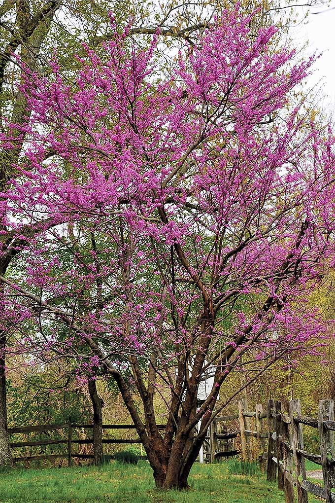 Redbud (Cairs of Canada).