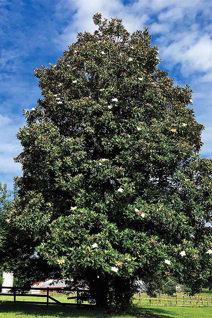 ماگنولیا جنوبی (Magnolia grandiflora).