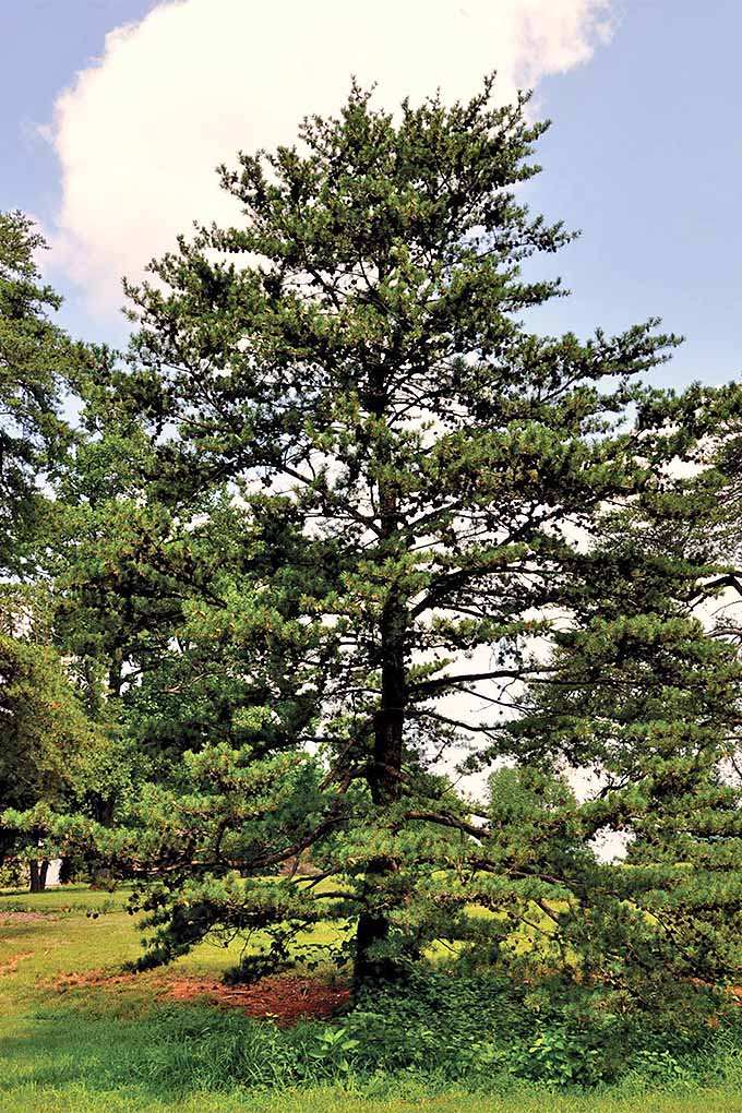 کاج ویرجینیا (Pinus virginiana).