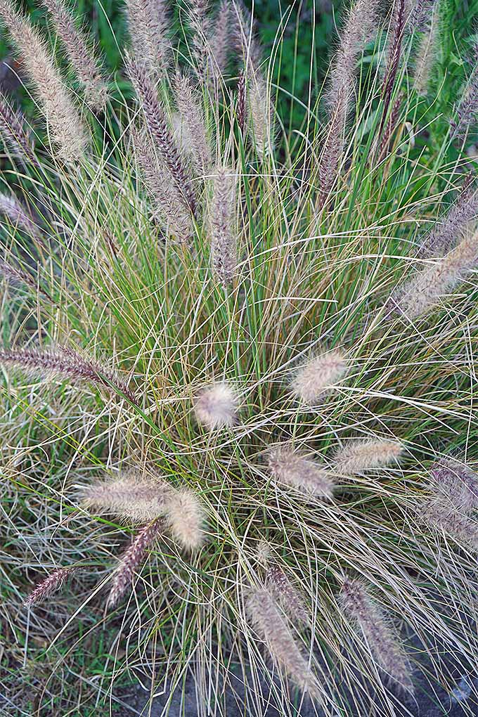 تصویر عمودی نزدیک از توده ای از چمن زینتی که در باغ رشد می کند با سر بذرها که بافت و جذابیت را ایجاد می کند.
