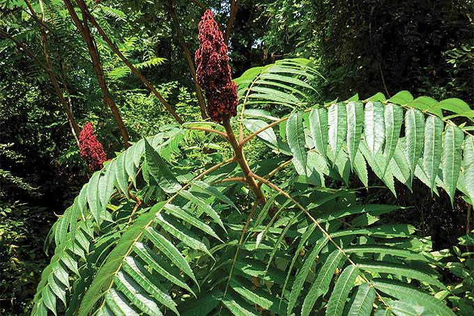 سماق استغورن (Rhus typhina).