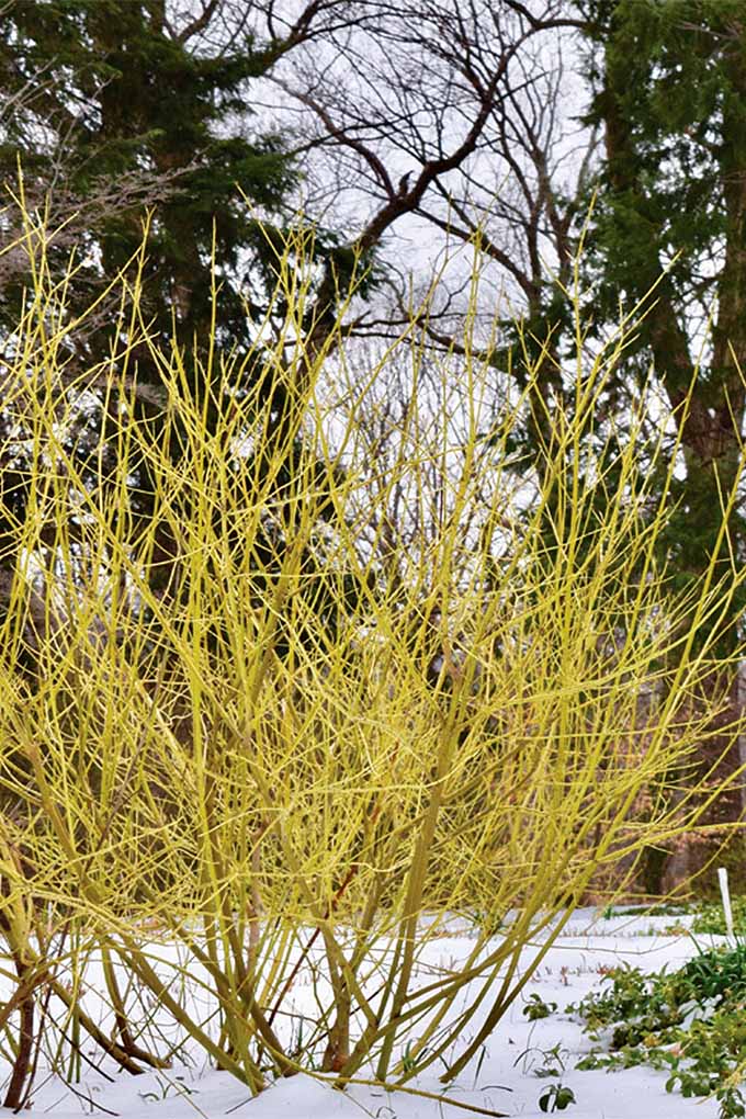 ساقه شاخه زرد (Cornus sericea).