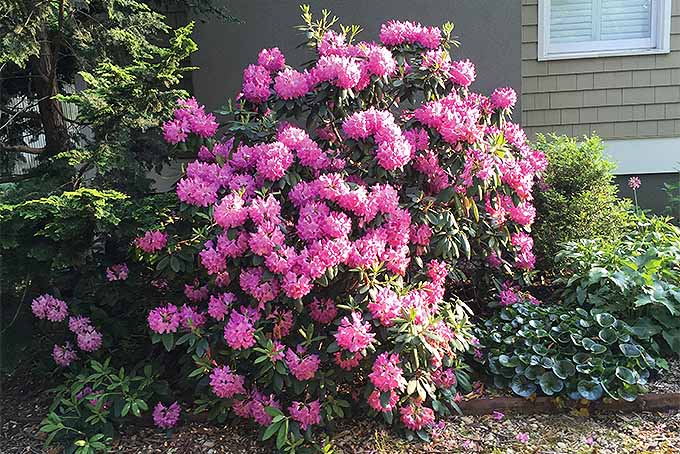 رودودندرون کاتاوبا (Rhododendron catawbiense).