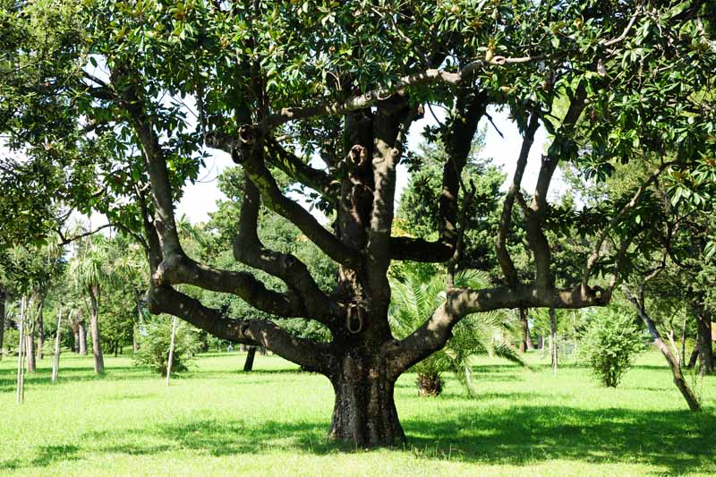 درخت بزرگ و بالغ Magnolia grandiflora (مگنولیا جنوبی) در حیاط محوطه سازی شده.