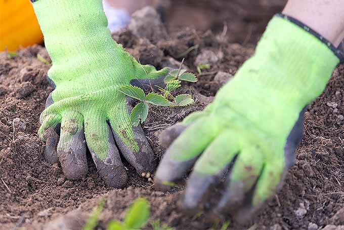 دو دست با دستکش سبز خاک را در یک تخت باغچه کار می کنند و یک بوته توت فرنگی کوچک را با یک گیاه کاهو در فوکوس کم عمق در پیش زمینه می کارند.