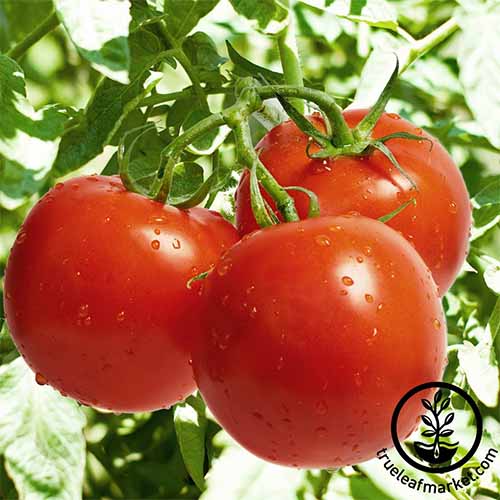 سه گوجه‌فرنگی دورگه «سلبریتی» قرمز که روی درخت انگور سبز در آفتاب روشن رشد می‌کنند.