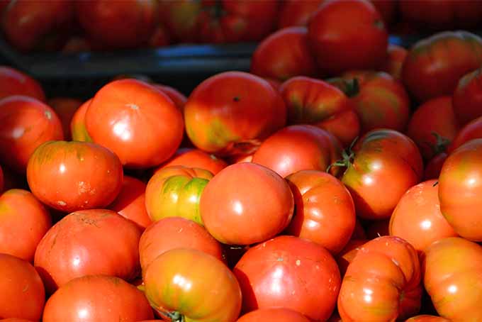 بسیاری از گوجه‌فرنگی‌های صورتی متمایل به قرمز در توده‌ای، سبز و زرد نارنجی در برخی مکان‌ها، در زیر نور آفتاب با بیشتر میوه‌های تازه برداشت شده در پس‌زمینه در سایه.