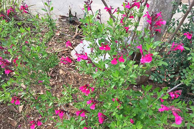 گل‌های صورتی تیره S. gregii با شکوفه‌های پراکنده روی گیاهی با برگ‌های سبز که در باغ در خاک قهوه‌ای پوشیده از مالچ در امتداد دیوار گچ‌بری بژ رشد می‌کند.