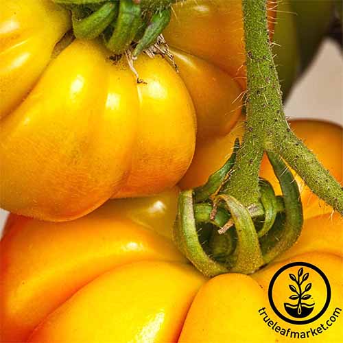 نمای نزدیک از دو گوجه فرنگی پر جنب و جوش زرد «خرمالو» که روی درخت انگور سبز رشد می کنند.