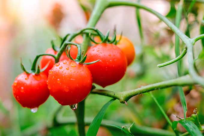 نمای نزدیک از یک خوشه از شش گوجه فرنگی قرمز در حال رشد روی گیاهی در باغ.