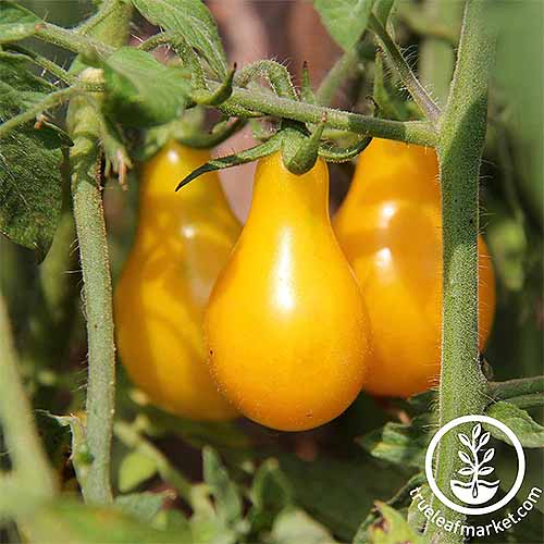 نمای نزدیک از سه گوجه فرنگی گلابی شکل زرد که روی یک گیاه سبز رشد می کنند.
