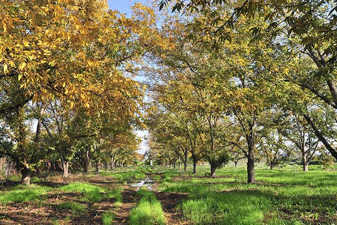 درختان اسپند در پاییز با برگ هایی که به سایه های زرد و طلایی تغییر می کنند، با خاک قهوه ای و چمن سبز و آسمان آبی در پس زمینه.