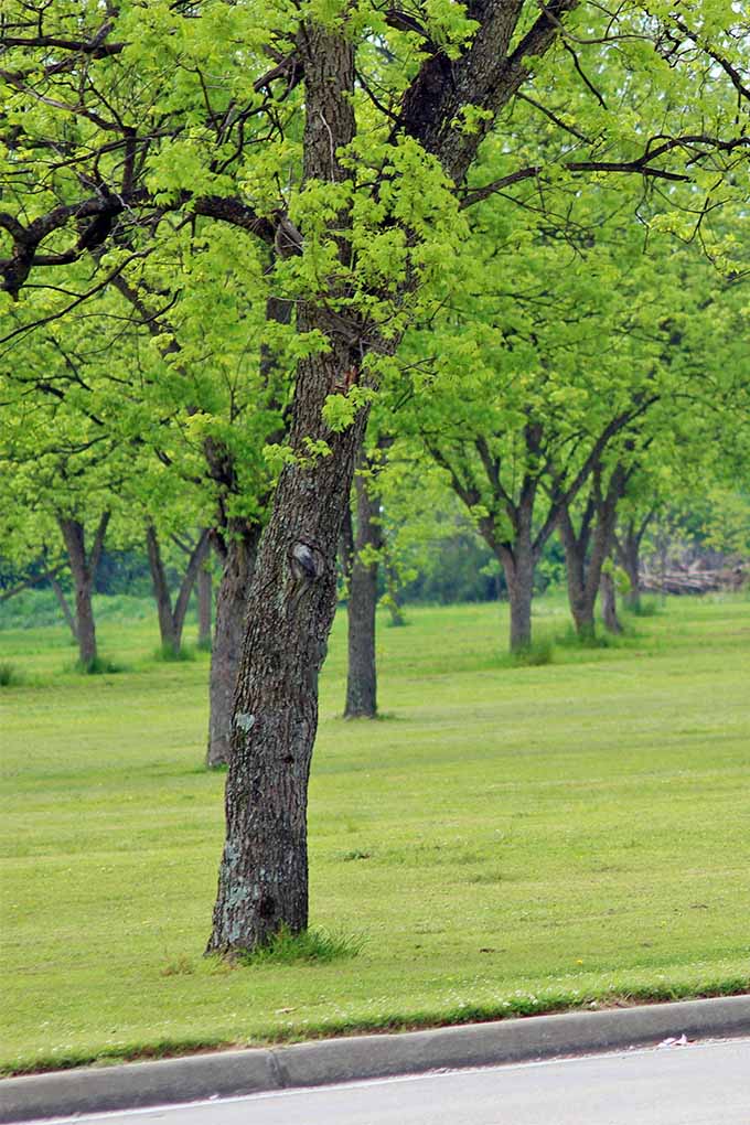 تصویر عمودی درخت اسپند در حال رشد در کنار جاده در پیش‌زمینه، با درختان بیشتری که در ردیف‌هایی در پس‌زمینه رشد می‌کنند، در یک چمن سبز کاشته شده‌اند.