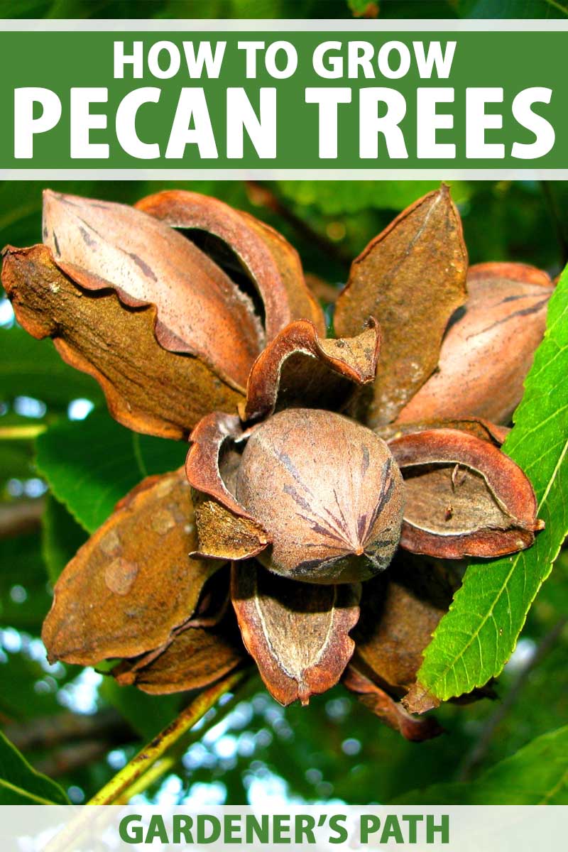 میوه اسپند خشک شده و باز می شود تا مغز حاوی آجیل در داخل، روی شاخه ای با برگ های قهوه ای نشان داده شود.