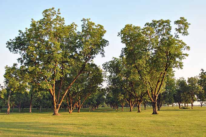دو درخت اسپند بلند و کوتاه‌تر که در اواخر بعد از ظهر در یک چمن سبز رشد می‌کنند.