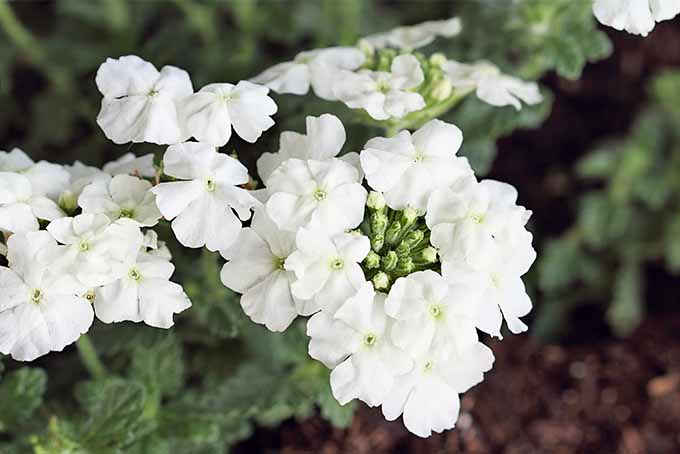 گل‌های سرخابی باغی سفید که در چندین خوشه روی گیاهی با برگ‌های سبز رشد می‌کنند و در خاک قهوه‌ای کاشته شده با مالچ کاشته می‌شوند.