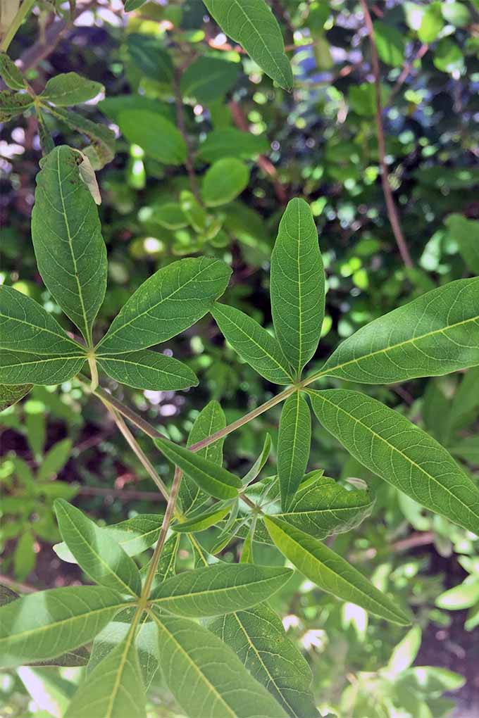 یک تصویر عمودی نزدیک از برگ‌های سبز باریک گیاه ویتکس که به شکل بادبزنی روی ساقه‌های نازک رشد می‌کنند و در زیر نور خورشید در باغ رشد می‌کنند.