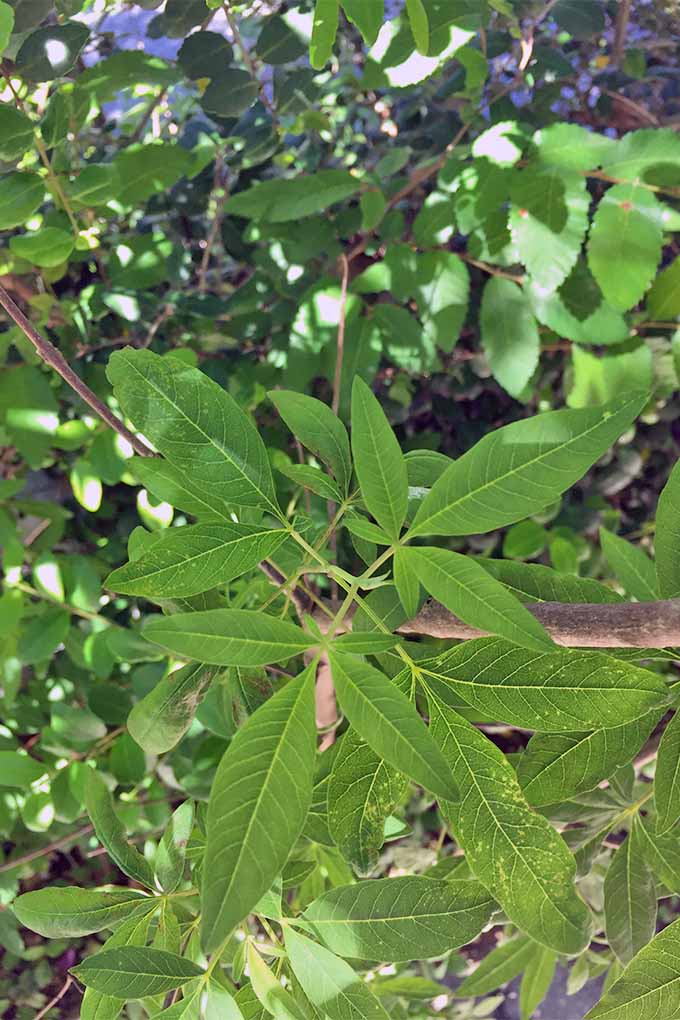 تصویر عمودی نزدیک از برگ‌های بلند و باریک گیاه حیاتی که به صورت شعاعی از یک ساقه قهوه‌ای روی گیاهی در سایه‌های تار رشد می‌کنند.