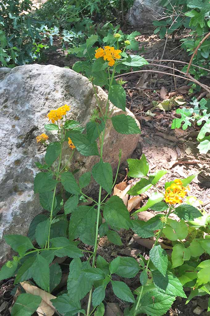 تصویر عمودی از گل‌های لانتانا زرد، با دسته‌هایی از شکوفه‌ها در بالای ساقه‌های بلند با برگ‌های سبز، که در خاک قهوه‌ای با یک سنگ خاکستری بزرگ رشد می‌کنند.