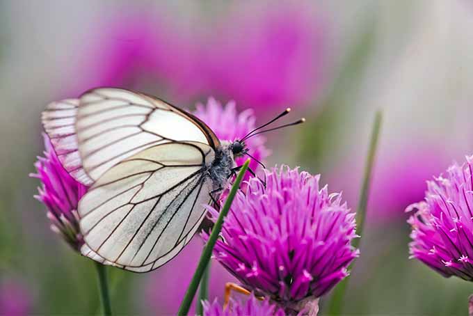 یک پروانه سفید یک گل پیازچه صورتی را گرده افشانی می کند، با گل های بیشتر در فوکوس ملایم در پس زمینه.