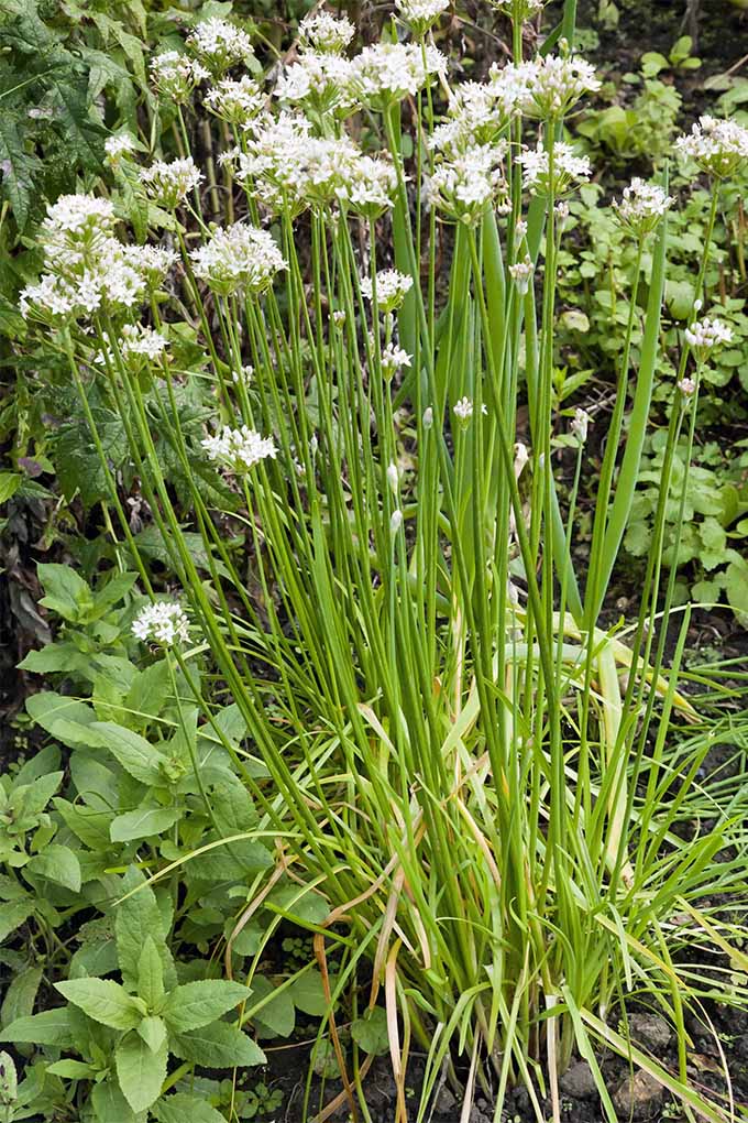پیازچه سبز بلند با گل های سفید که در باغ با نعناع و گیاهان دیگر رشد می کند.