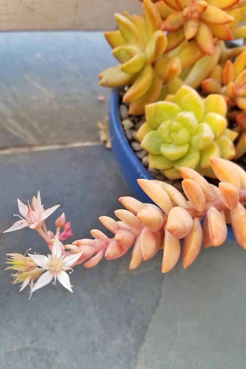 یک ساقه شاداب صورتی و بلند با گل‌های ستاره‌ای سفید در انتهای آن در پیش‌زمینه، با یک کاشی کوچک کم‌عمق از نمونه‌های سبز و نارنجی بیشتر در پشت آن، روی یک کاشی تخته سنگی قرار دارد.