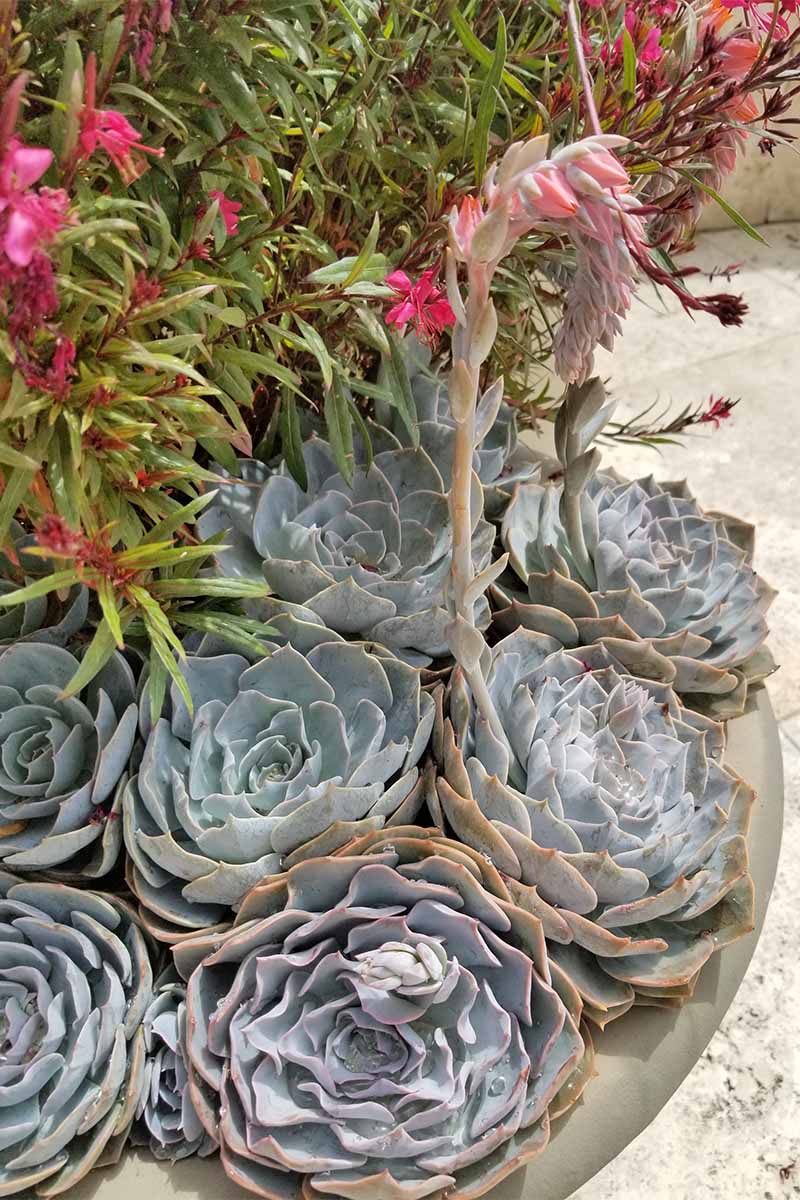 روزت های آبدار خاکستری مایل به آبی با یک ساقه بلند و تکی که روی آن گل های صورتی رنگ قرار دارد، در یک کارخانه سیمان با سایر گیاهان.