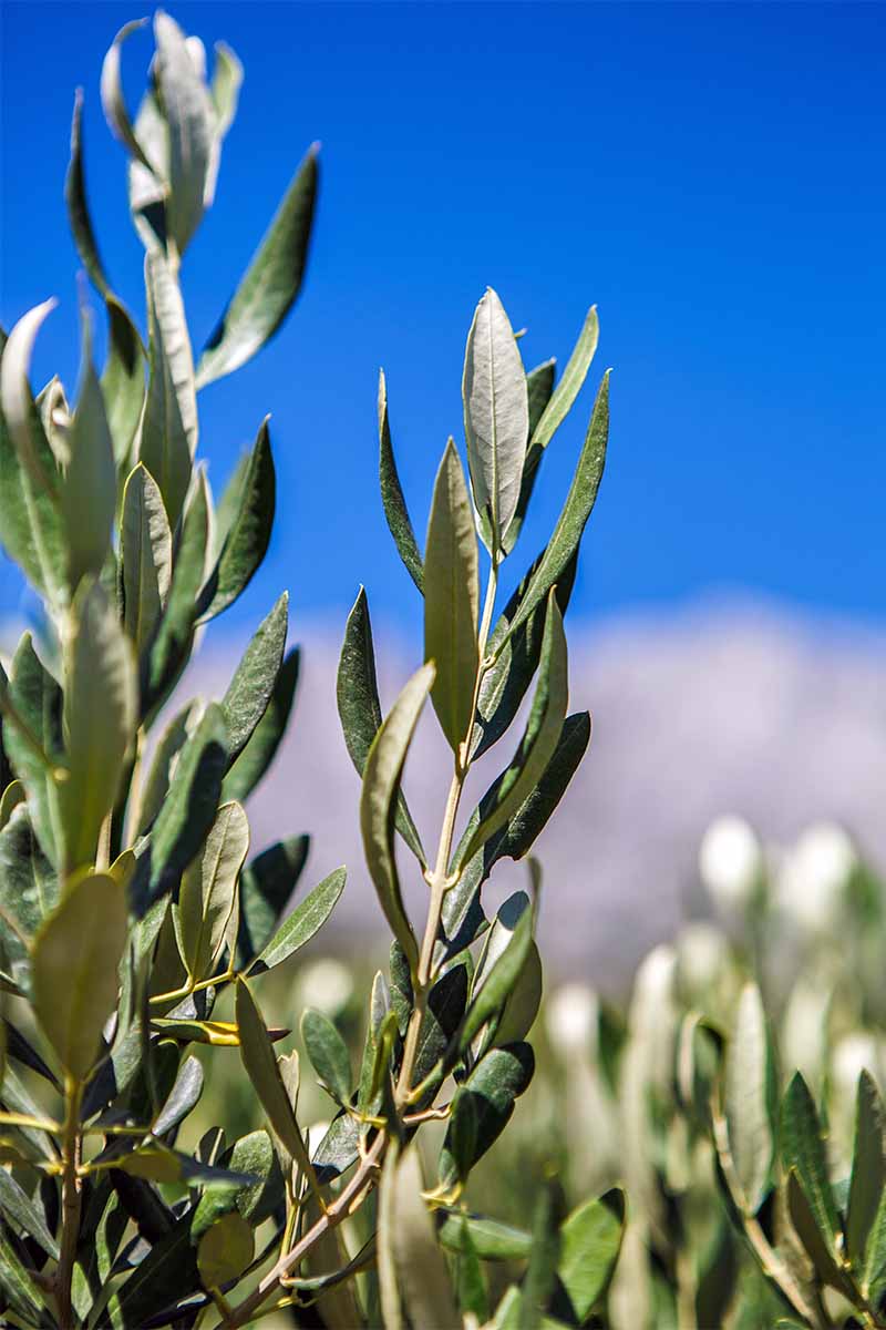 شاخه‌های زیتون با برگ‌های باریک خاکستری-سبز، که در آفتاب روشن با آسمان آبی پر جنب و جوش با لایه‌ای از ابرهای سفید در پس‌زمینه رشد می‌کنند.