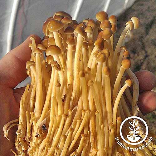 یک دست دسته‌ای از قارچ‌های انوکی رشد یافته و طلایی را با ساقه‌های بلند و نودل مانند و کلاهک‌های قهوه‌ای نگه می‌دارد.