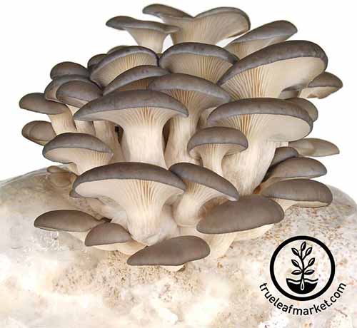 قارچ های صدفی خاکستری از یک بستر سفید، جدا شده در زمینه سفید رشد می کنند.