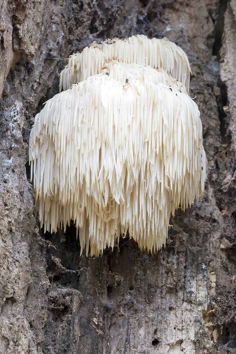 تصویر عمودی نزدیک از قارچ‌های یال شیر یخی‌مانند سفید که از یک کنده درخت مرده با پوست خاکستری رشد می‌کنند.