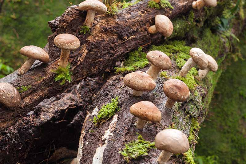 قارچ‌های قهوه‌ای از دو کنده بیرون می‌آیند که خزه‌های سبزی در اطراف آن‌ها رشد می‌کنند که روی پس‌زمینه‌ای با فوکوس ملایم تصویر شده‌اند.