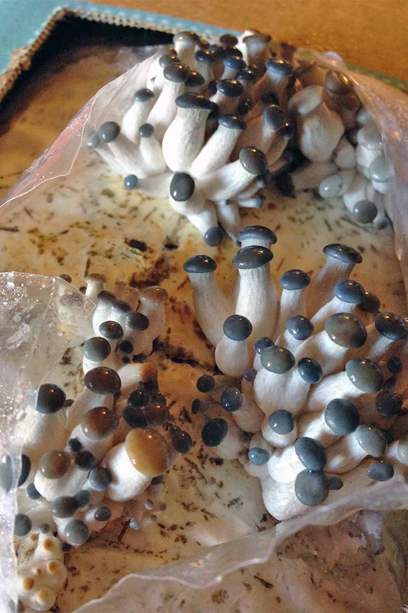 قارچ‌هایی با ساقه‌های بلند سفید و رویه‌های خاکستری براق از یک بستر سفید پوشیده از پلاستیک بیرون می‌آیند تا رطوبت را حفظ کنند.