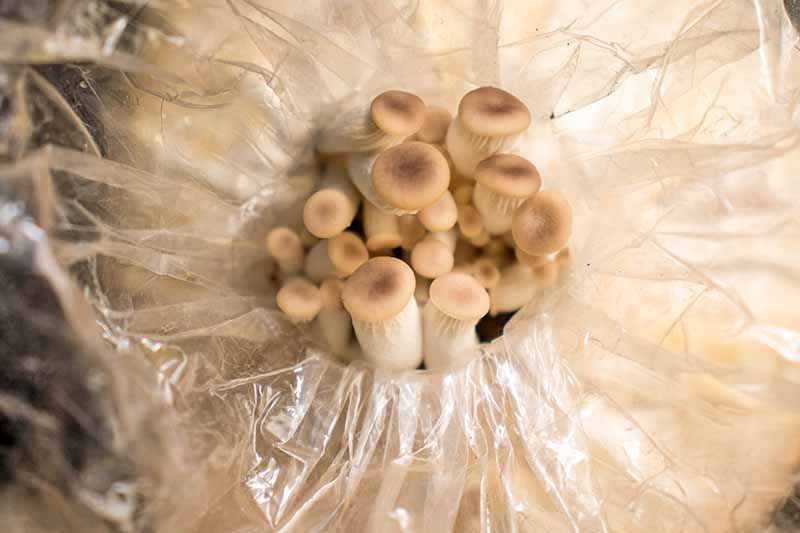تصویر افقی نزدیک از قارچ‌های سفید کوچک با رویه‌های گرد که در یک قطعه پلاستیکی بزرگ و شفاف رشد می‌کنند.