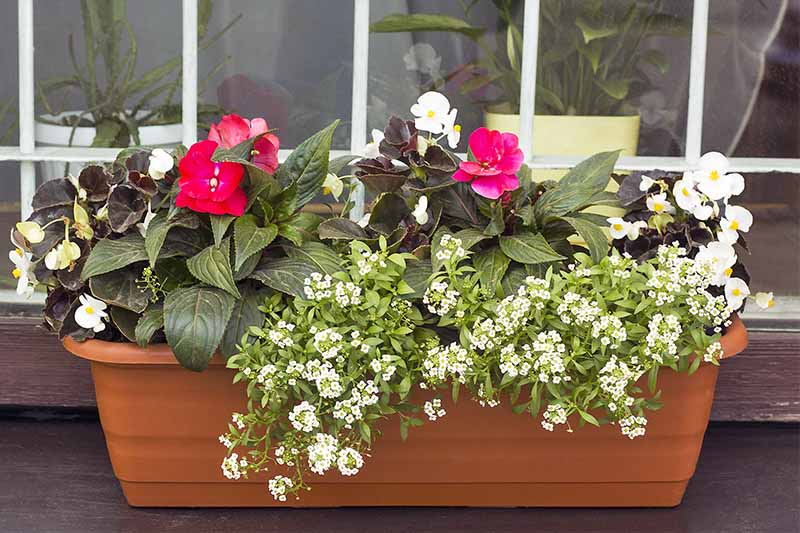 بگونیا سفید و آلیسوم شیرین و گل صورتی با برگ های سبز تیره که در یک جعبه پنجره ترا کوتا رشد می کنند، با پنجره ای در پس زمینه، با گیاهان آپارتمانی گلدانی در طرف دیگر قابل مشاهده است.