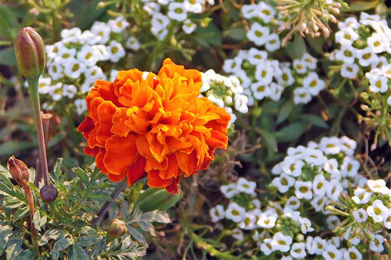نمای نزدیک از یک گل همیشه بهار نارنجی بزرگ، با آلیسوم شیرین سفید که در پس‌زمینه رشد می‌کند.