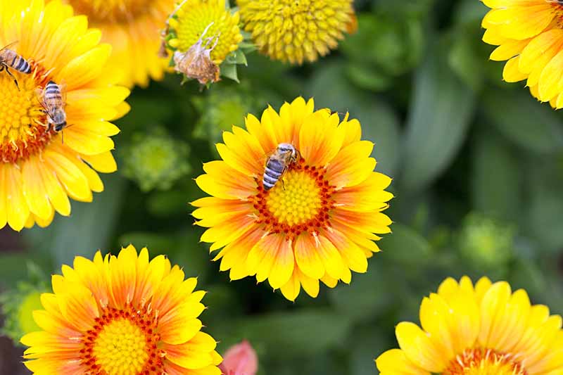 تصویر بالای سر از چندین گل گایلاردیا «زردآلو آریزونا» که توسط زنبورها گرده افشانی می‌شوند.